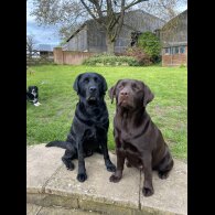 Labrador Retriever - Both