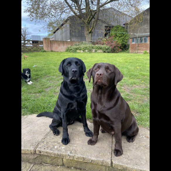 Labrador Retriever - Both