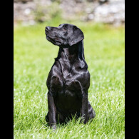 Labrador Retriever - Both