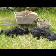 Labrador Retriever - Both