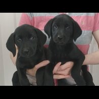 Labrador Retriever - Both