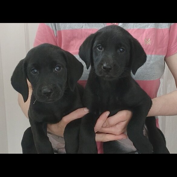 Labrador Retriever - Both