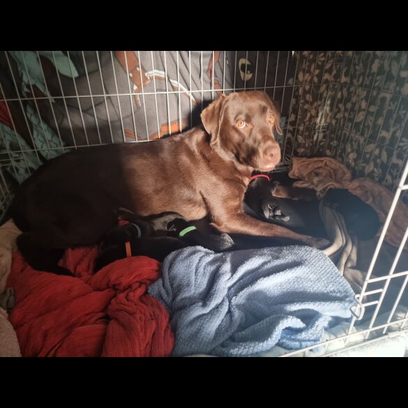 Labrador Retriever - Both