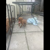 Labrador Retriever - Dogs