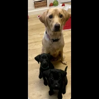 Labrador Retriever - Both