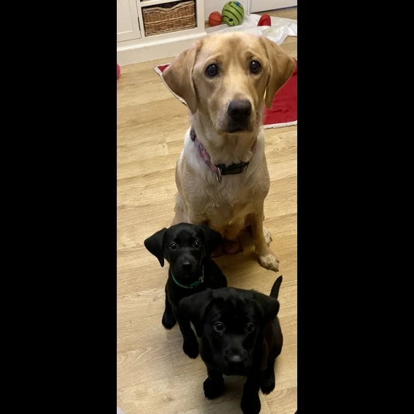Labrador Retriever - Both