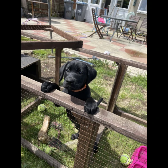 Labrador Retriever - Both