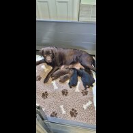 Labrador Retriever - Both