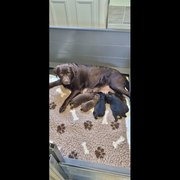 Labrador Retriever - Both