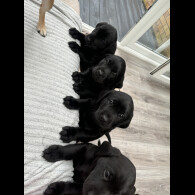 Labrador Retriever - Dogs