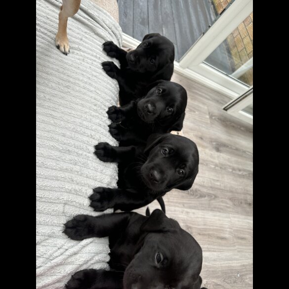 Labrador Retriever - Dogs