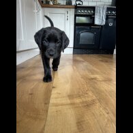 Labrador Retriever - Dogs