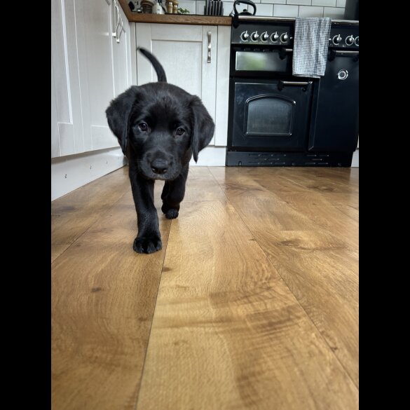Labrador Retriever - Dogs