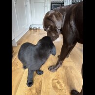 Labrador Retriever - Dogs