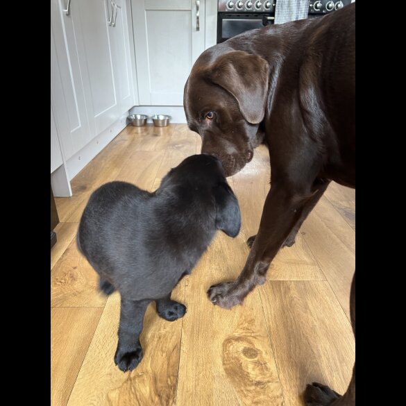 Labrador Retriever - Dogs