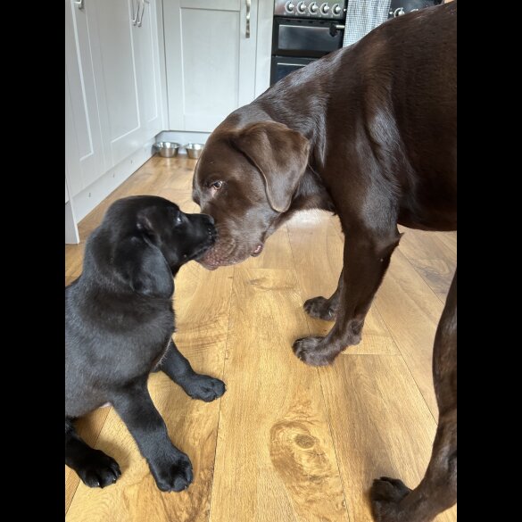 Labrador Retriever - Dogs