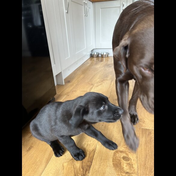 Labrador Retriever - Dogs