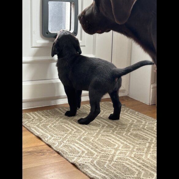 Labrador Retriever - Dogs