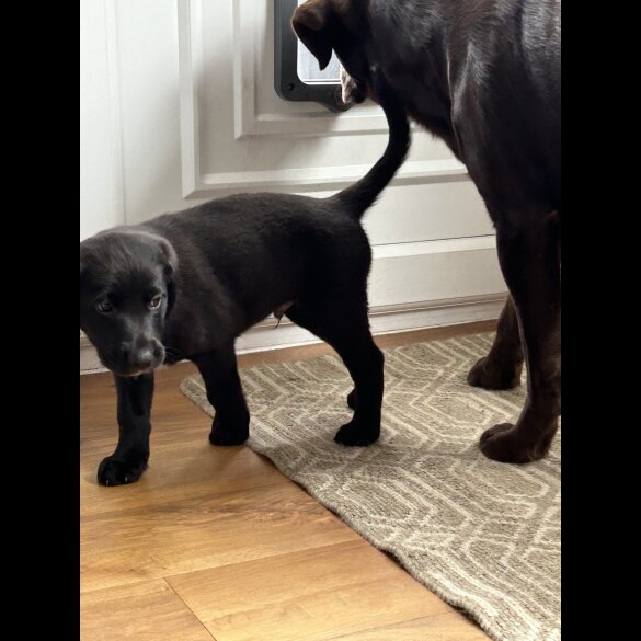 Labrador Retriever - Dogs