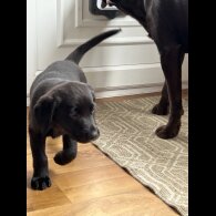 Labrador Retriever - Dogs