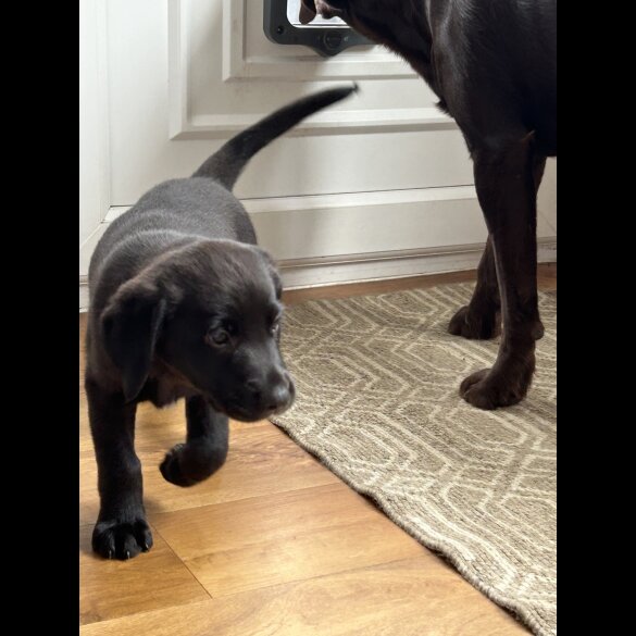 Labrador Retriever - Dogs