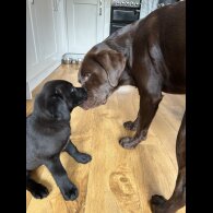 Labrador Retriever - Dogs