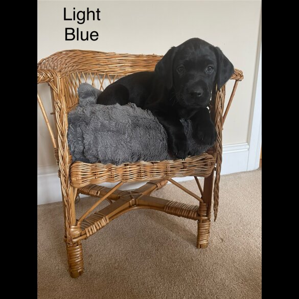 Labrador Retriever - Both