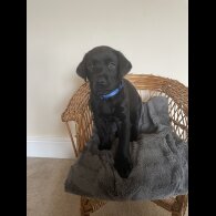 Labrador Retriever - Both