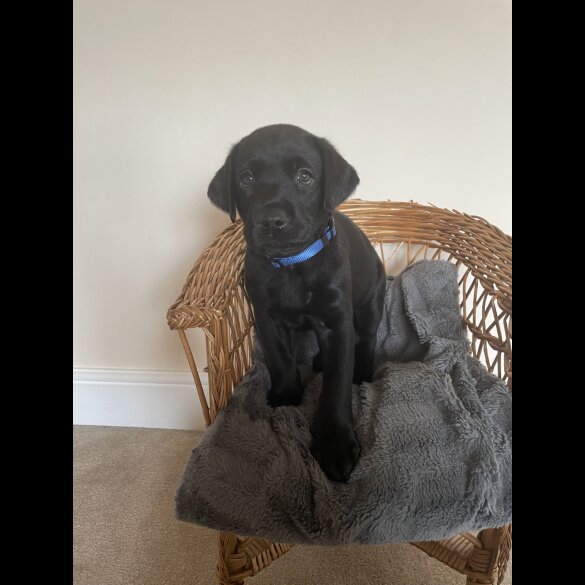 Labrador Retriever - Both