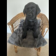 Labrador Retriever - Both