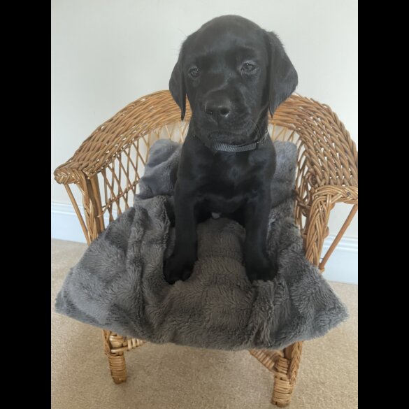 Labrador Retriever - Both