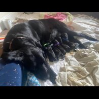 Labrador Retriever - Both