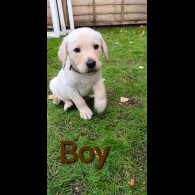 Labrador Retriever - Both