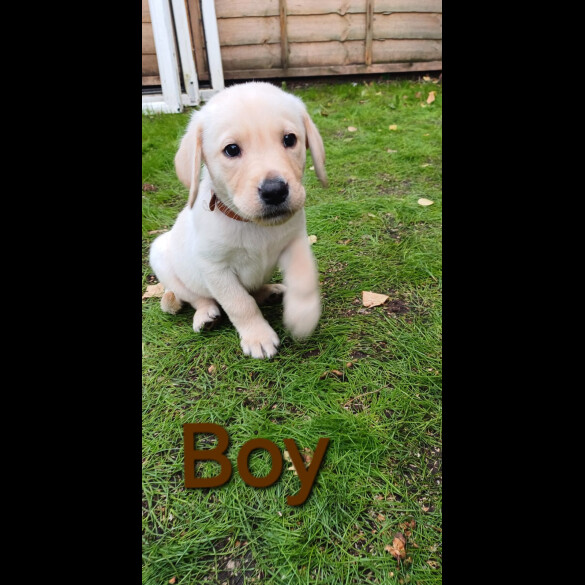 Labrador Retriever - Both