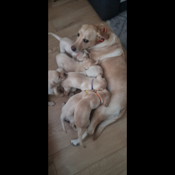 Labrador Retriever - Both