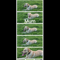 Labrador Retriever - Both