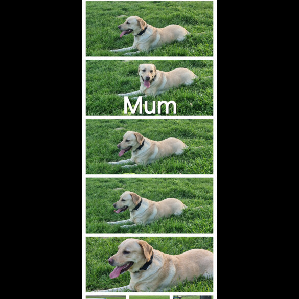 Labrador Retriever - Both