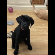 Labrador Retriever - Both