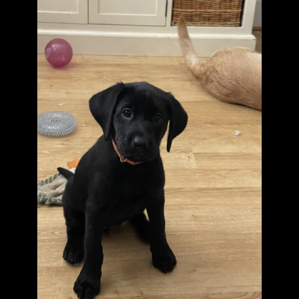 Labrador Retriever - Both