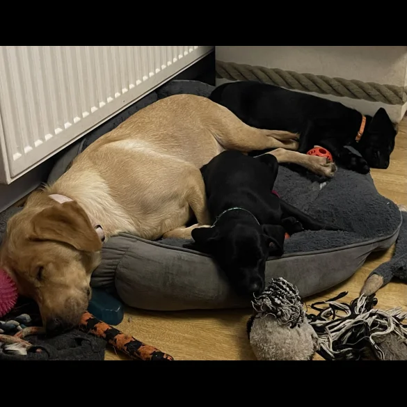 Labrador Retriever - Both