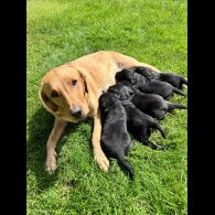 Labrador Retriever - Both