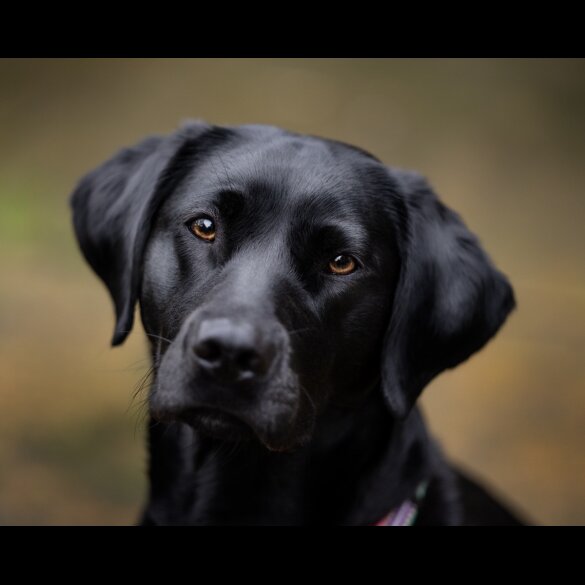 Labrador Retriever - Both