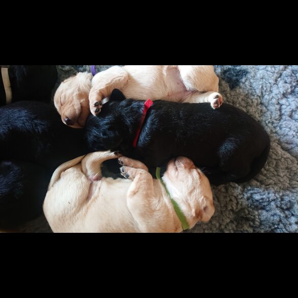 Labrador Retriever - Both