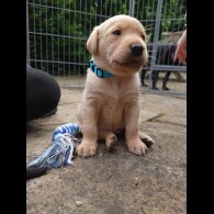 Labrador Retriever - Both