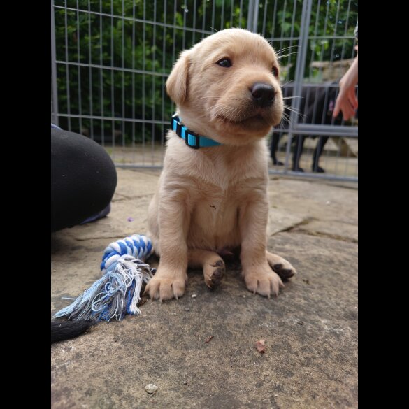 Labrador Retriever - Both