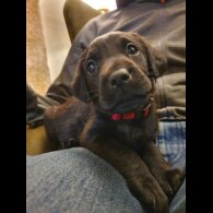 Labrador Retriever - Both