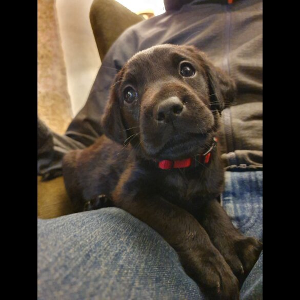 Labrador Retriever - Both
