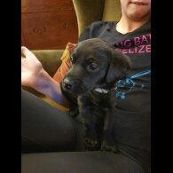 Labrador Retriever - Both
