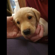 Labrador Retriever - Both