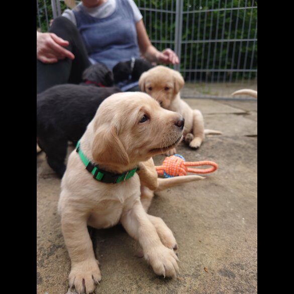 Labrador Retriever - Both